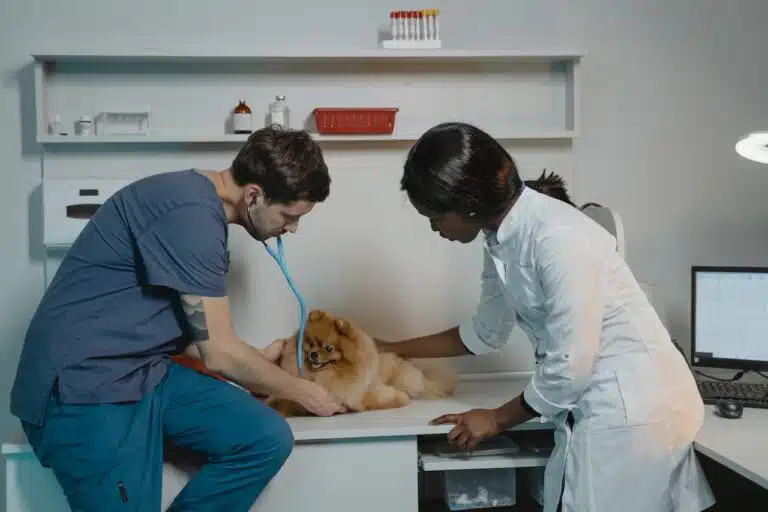 Desarrollo de software veterinario a medida Mejora la gestión de tu práctica veterinaria